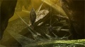 Imagen caverna subterránea 02 juego Monster Hunter 4 Nintendo 3DS.jpg