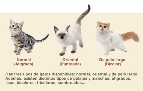 Gatos del Nintendog + Cats.jpg