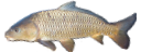 Icon BowfishingAction Wii.png