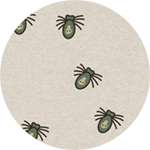 7A Spider Babies.png