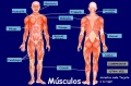 Musculos Del Cuerpo Humano.jpg