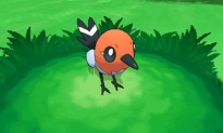 Pantalla acción Fletchling 01 juego Pokémon X Y Nintendo 3DS.jpg